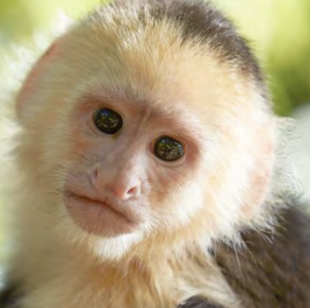 <p>New World monkeys characterized by their flat noses and prehensile tails, found in Central and South America.</p>