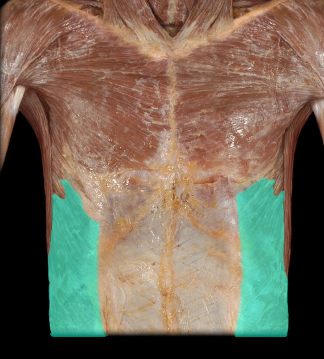 <p>Action:</p><ul><li><p>Unilateral: rotation of trunk</p></li><li><p>Bilateral: flexion of trunk (sit-ups)</p></li><li><p>Compression of anterior abdominal wall and viscera (increases intra-abdominal pressure)</p></li></ul><p>Origin:</p><ul><li><p>Ribs and costal cartilages 5-12</p></li></ul><p>Insertion:</p><ul><li><p>Linea alba</p></li><li><p>Ilium (crest)</p></li></ul><p>Innervation:</p><ul><li><p>Ventral rami of T8-L1 spinal nerves</p></li></ul><p>Comment:</p><ul><li><p>Important in "straining" (e.g., lifting, defecation, urination, child-birth)</p></li><li><p>Functions in respiration ("abdominal breathing")</p></li><li><p>At right angle to internal abdominal oblique (strengthens abdominal wall)</p></li></ul><p></p>