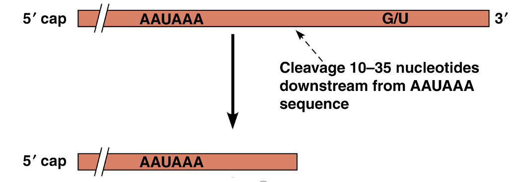<ul><li><p><span>RNA Polymerase II continues through the AAUAAA sequence</span></p></li><li><p style="text-align: left;"><span>The pre-mRNA is cleaved 10-35 nt after the AAUAAA and released</span></p></li></ul><p></p>