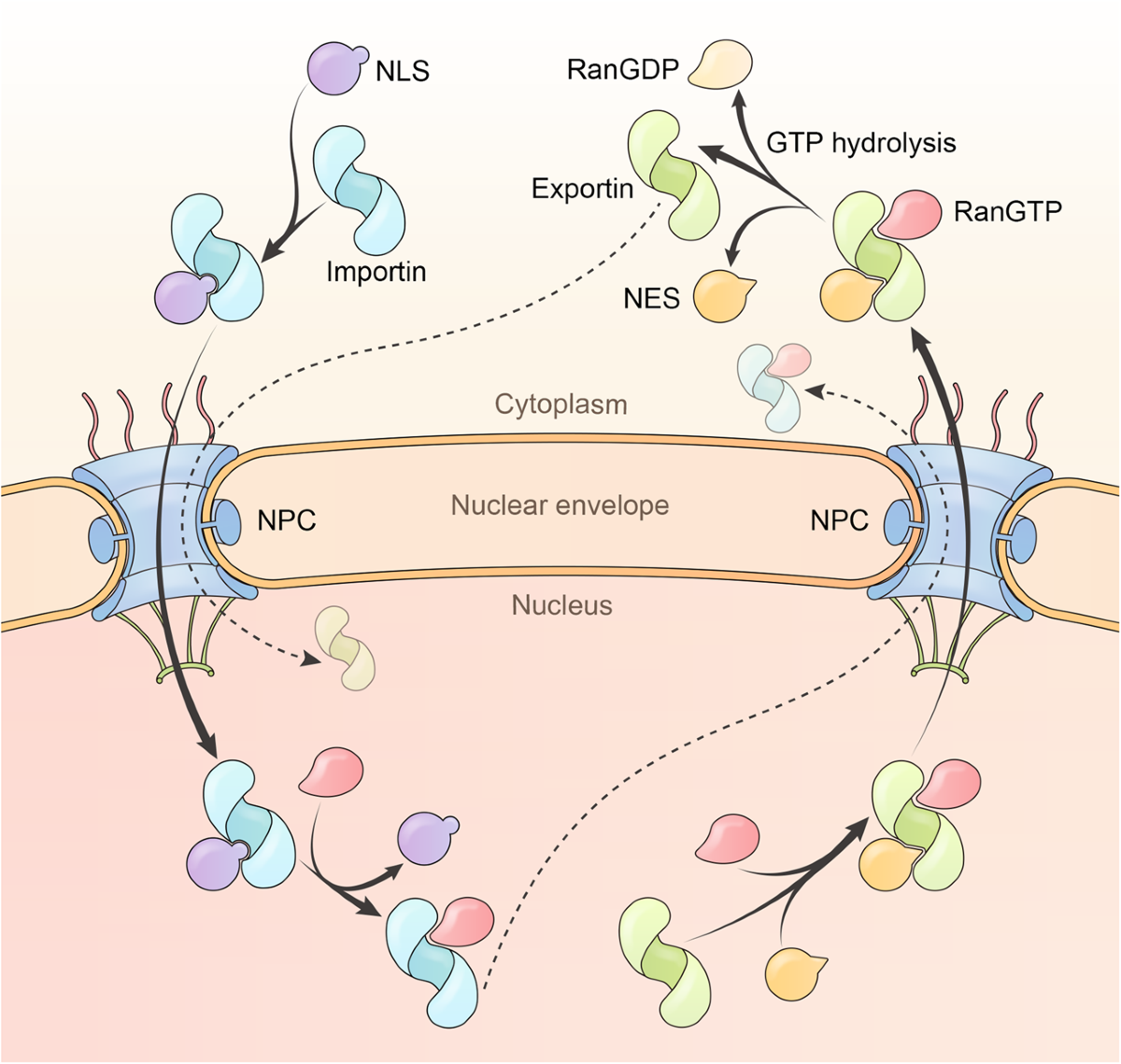 <p>Proteins move from the nucleus to the cytoplasm via nuclear pore complex, which acts as a “selective gate”</p>