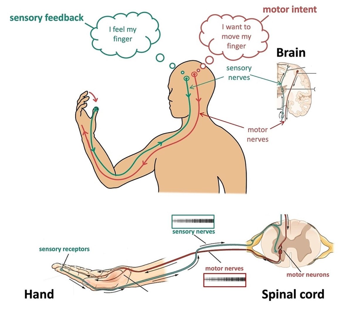 <p>- Information about the current condition of the body and environment that helps guide movement.</p><p>Example:</p><p>When carrying a bag, your muscles continuously receive information about its weight and your arm position. Your nervous system adjusts your muscle activity accordingly.</p>
