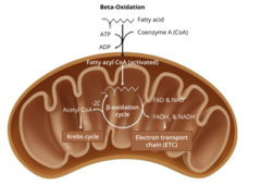 <p>1. Other carbs. Mostly enter during glycolysis. Glycogenolysis = release of glucose-6-phsophate from glycogen </p><p>Glycogenesis = reverse process, conversion of glucose to glycogen. Glycogen stored in liver and muscle cells </p><p>2. Fats- lipases required to digest fats into free fatty acids and alcohols. Adipocytes = cells that store fat and have hormone-sensitive lipase enzymes to help release triglycerides back into circulation as lipoproteins or as free fatty acids bound by a protein called albumin </p><p>Free fatty acid undergo beta oxidation </p><p>3. Proteins- least desirable because getting them into cellular respiration takes a lot of energy.</p>