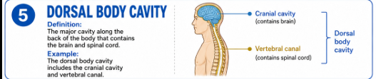 <p>The major cavity along the back of the body that contains the brain and spinal cord.<br>It includes the cranial cavity and vertebral canal.</p>