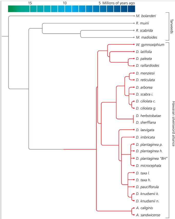 <ul><li><p>when rate of origination (<span style="background-color: transparent;">α)</span> eclipses rate of extinction <span style="background-color: transparent;">(Ω)</span></p><ul><li><p>ex. Silverswords in the Hawaiian archipelago</p><ul><li><p>Silversword species and Tarweeds are sister groups</p></li><li><p>common ancestor for Silversword species radiated into several species from node</p></li></ul></li></ul></li></ul><p></p>