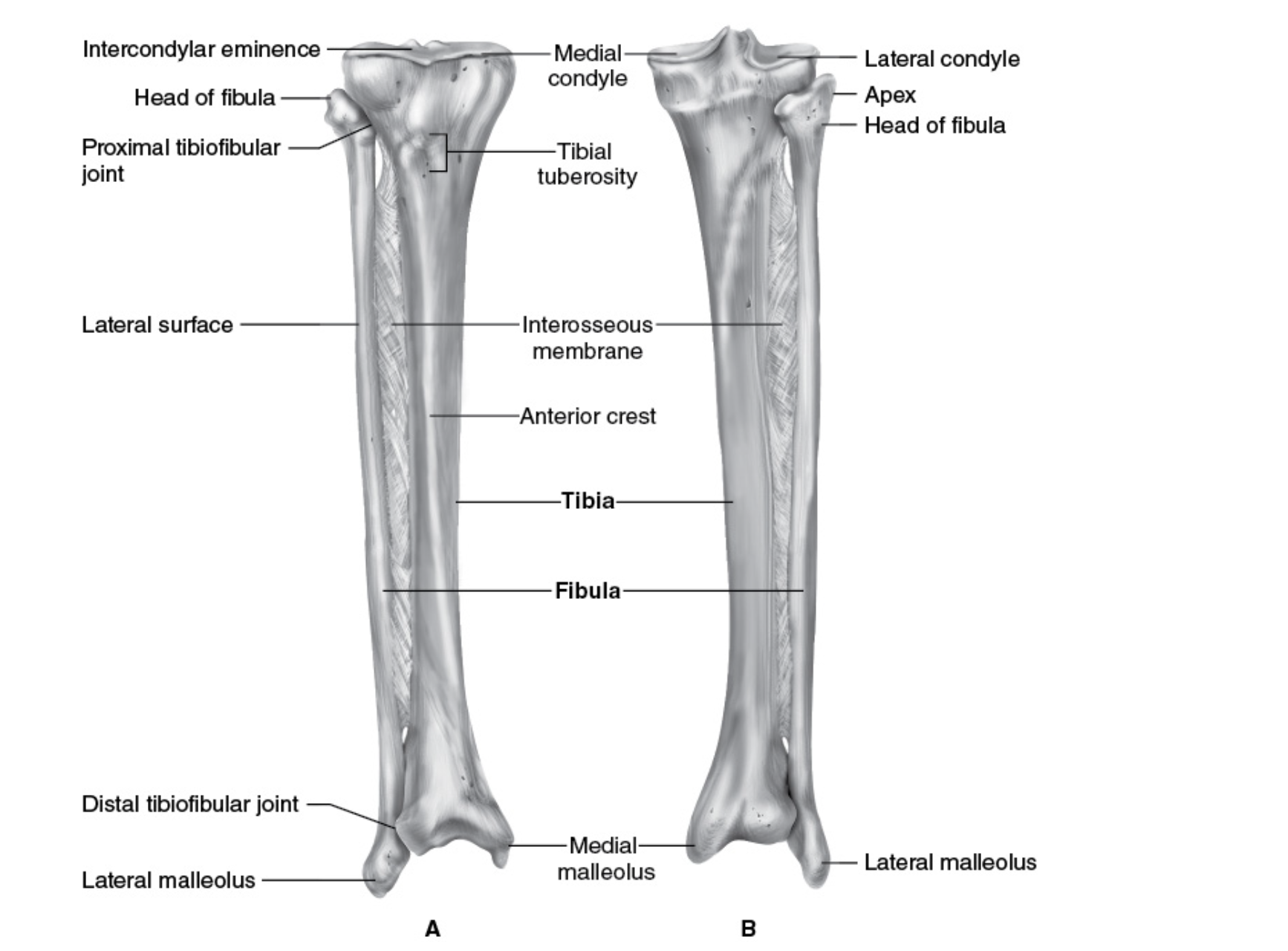 <p>Tibia is the bigger bone, Fibula is skinner</p>