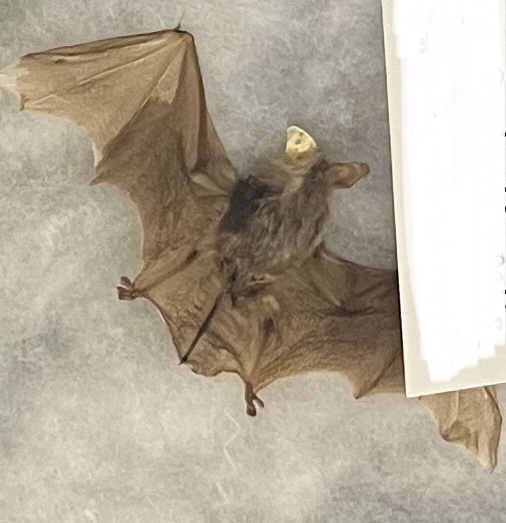 <p>Northern Long-eared Myotis</p>