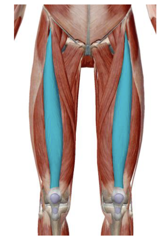 <p>What is the muscle name, its origin, its insertion, its action, and its innervation?</p>