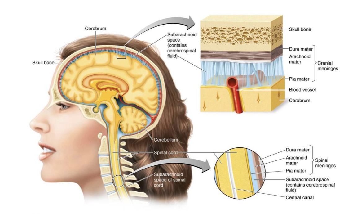 <p>Dura, arachnoid and pia mater; outer, middle, and innermost layers, respectively </p><ul><li><p>Subarachnoid space contains cerebrospinal fluid (CSF)</p></li></ul><p></p>
