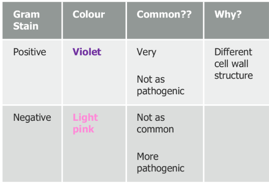 <p>Bacteria can be classified by their reaction to a dye made of crystal violet and iodine called GRAM STAIN</p>