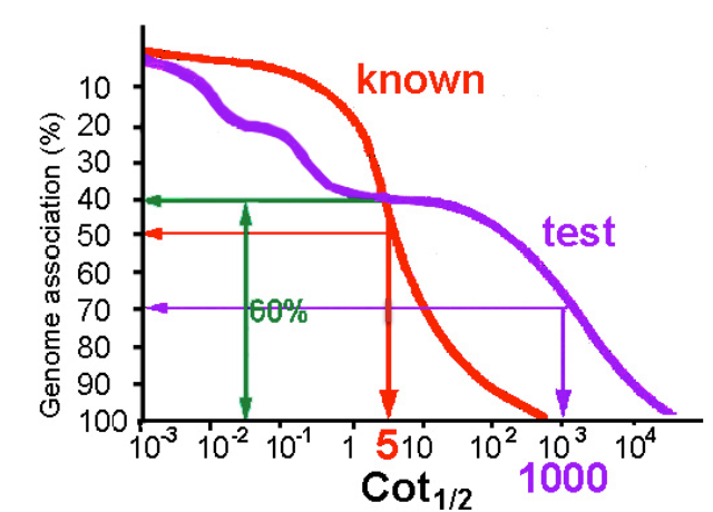 <ul><li><p>calculate the ratio between the rate of renaturation (Cot ½) of known unique sequence DNA and that of the unique fraction of unknown test sample</p></li></ul><ol><li><p>Cot ½ (known)/ Cot ½ (test) = size of genome (=4 × 10<sup>6</sup>bp)/size of unique fraction of test genome</p></li><li><p>5/1000 = 4 × 10<sup>6</sup> bp/x = 8 × 10<sup>8</sup> = size of the unique part of the unknown genome which represents about 60% of the whole</p></li><li><p>x/100 = 8 × 10<sup>8</sup> bp/60; x = approx size of total unknown genome = 1.3 × 10<sup>9</sup> bp</p></li></ol><p></p>