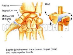 <p>Biaxial joint with surfaces that are both convex in one plane and concave in the other.</p>