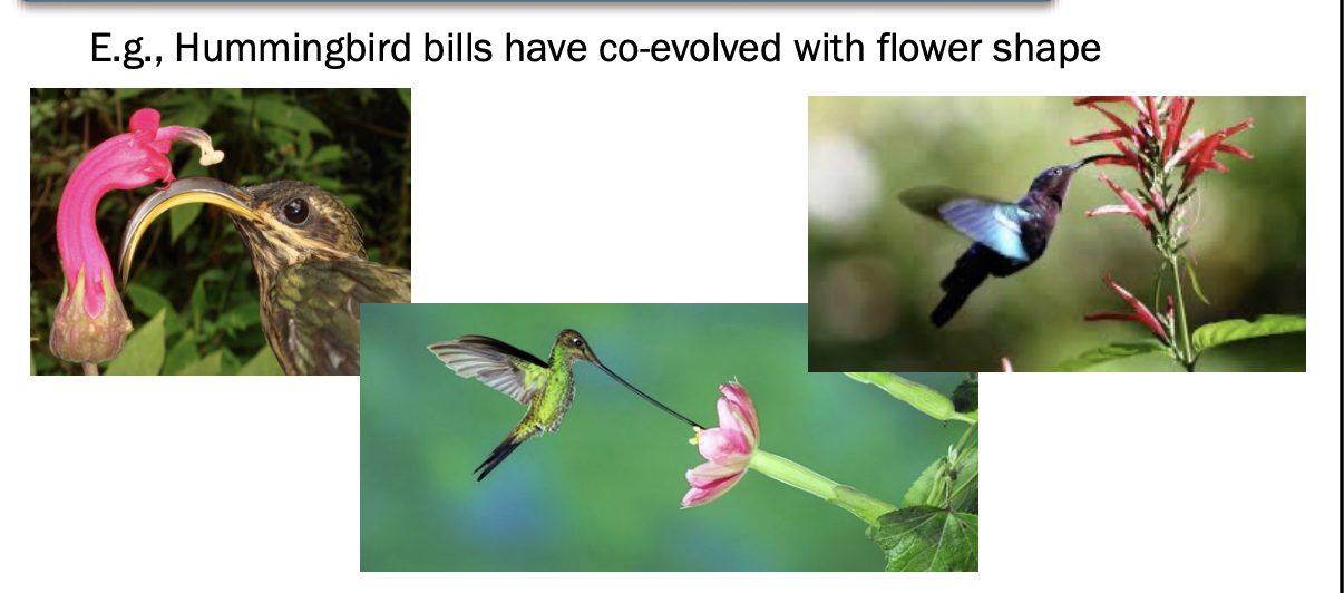 <ul><li><p>co-evolution</p></li><li><p><span style="background-color: inherit; line-height: 19.55px; color: windowtext;">Strong direct interactions where they both benefitting</span><span style="line-height: 19.55px; color: windowtext;">&nbsp;</span></p></li><li><p class="Paragraph SCXO242146979 BCX0" style="text-align: left;"><span style="background-color: inherit; line-height: 19.55px; color: windowtext;">Strong evolutionary pressure sources on each-others</span><span style="line-height: 19.55px; color: windowtext;">&nbsp;</span></p><ul><li><p class="Paragraph SCXO242146979 BCX0" style="text-align: left;"><span style="background-color: inherit; line-height: 19.55px; color: windowtext;">Agents of NS on each other -> can cause them to evolve to be better at commensalism (co-evolution) to keep higher fitness</span><span style="line-height: 19.55px; color: windowtext;">&nbsp;</span></p></li></ul></li><li><p class="Paragraph SCXO242146979 BCX0" style="text-align: left;"><span style="background-color: inherit; line-height: 19.55px; color: windowtext;">Humming bird bills</span><span style="line-height: 19.55px; color: windowtext;">&nbsp;</span></p><ul><li><p class="Paragraph SCXO242146979 BCX0" style="text-align: left;"><span style="background-color: inherit; line-height: 19.55px; color: windowtext;">Modified bills</span><span style="line-height: 19.55px; color: windowtext;">&nbsp;</span></p></li><li><p class="Paragraph SCXO242146979 BCX0" style="text-align: left;"><span style="background-color: inherit; line-height: 19.55px; color: windowtext;">Converged along with plants as they became flowering plants (they pollinated those plants)</span><span style="line-height: 19.55px; color: windowtext;">&nbsp;</span></p></li><li><p class="Paragraph SCXO242146979 BCX0" style="text-align: left;"><span style="background-color: inherit; line-height: 19.55px; color: windowtext;">Hummingbirds, moths, bats have strong evolution with angiosperms</span><span style="line-height: 19.55px; color: windowtext;">&nbsp;</span></p></li><li><p class="Paragraph SCXO242146979 BCX0" style="text-align: left;"><span style="background-color: inherit; line-height: 19.55px; color: windowtext;">Flower shape matches bill shape -> specialists&nbsp;</span><span style="line-height: 19.55px; color: windowtext;">&nbsp;</span></p></li></ul></li><li><p class="Paragraph SCXO242146979 BCX0" style="text-align: left;"><span style="background-color: inherit; line-height: 19.55px; color: windowtext;">Humming birds can also be generalists</span><span style="line-height: 19.55px; color: windowtext;">&nbsp;</span></p></li></ul><p></p>