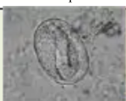 <p>Identify</p>