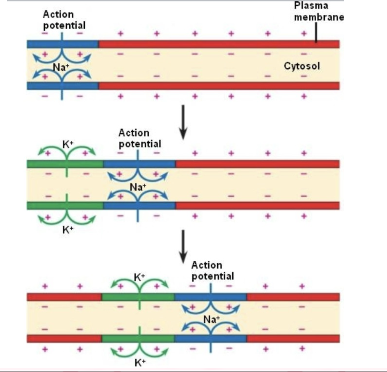 knowt flashcard image