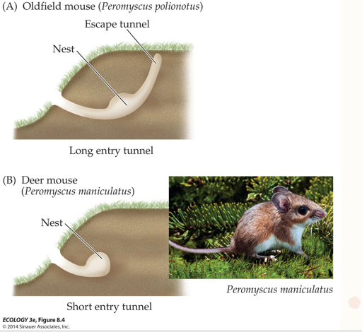 <p>Oldfield mice making tunnels with an escape tunnel while deer mouse do not.</p><p>For natural selection to act on behavior, behavior must be inhertiable.</p>