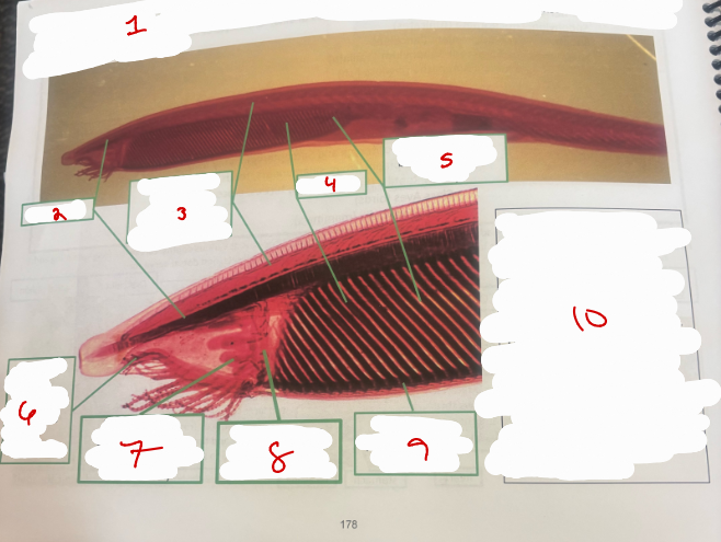 <p>Subphylum Cephalochordata 1</p>