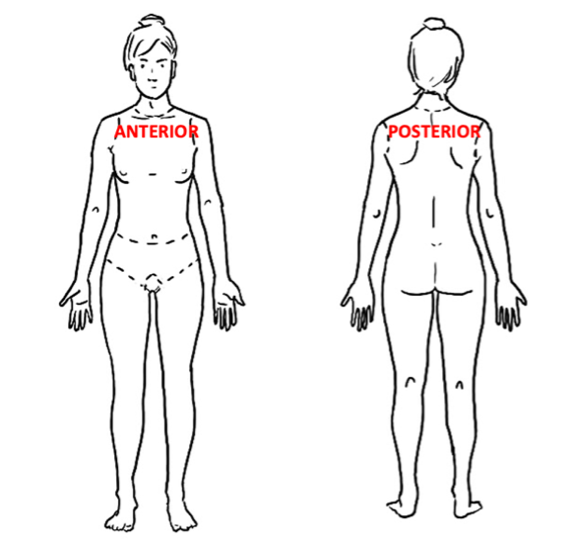 <p>Anterior: Front</p><p>Posterior: Back</p>