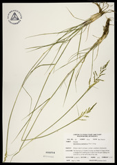 <p>Eragrosteae Sporobolus cryptandrus - PN</p>