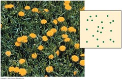 <p>Organisms arranged in no particular pattern</p>