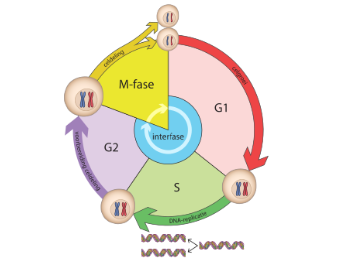 <ul><li><p>effectieve celdeling</p><ul><li><p>DNA wordt gesplitst over 2 celkernen </p></li><li><p>splitsing in 2 dochtercellen </p></li></ul></li></ul><p></p>