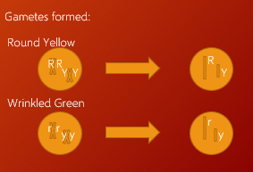 <p><span>•Cross 1: </span><span style="font-family: "Selawik Light";"><strong>Pure bred parents</strong></span></p><p style="text-align: left;"></p><p><span>•Phenotype: Round Yellow X Green Wrinkled</span></p><p><span>•Genotype: RRYY X </span><span style="font-family: "Selawik Light";">rryy</span></p><p><span>•Gametes: RY x </span><span style="font-family: "Selawik Light";">ry</span></p><p><span>•</span></p>