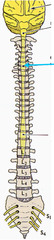<p>supplies nerves to the shoulder and upper limbs</p>
