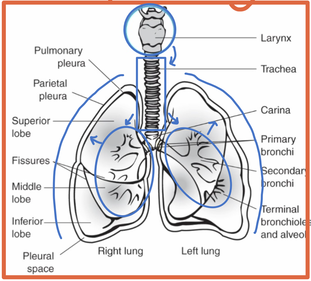 <p>A double-walled sac surrounding each lung</p>