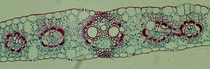 <p>Identify and label the leaf cross section</p>