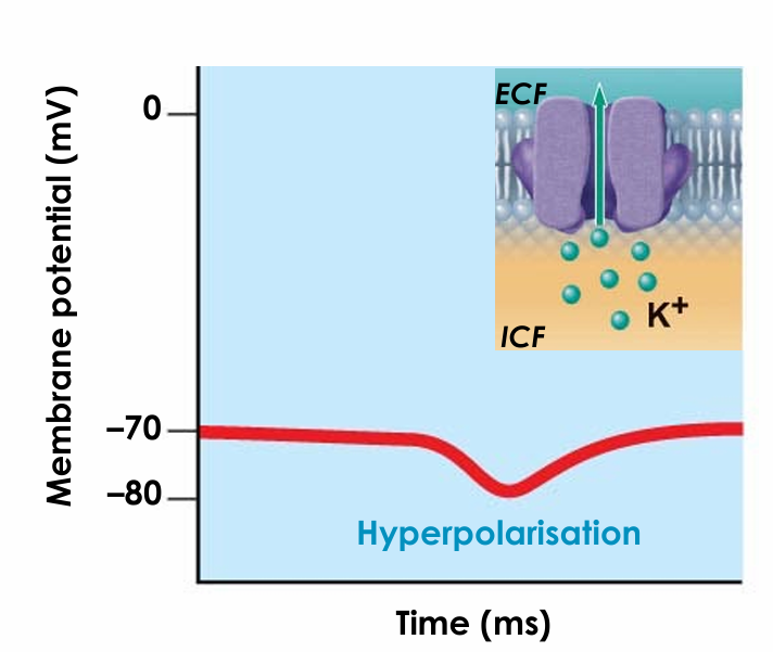 <ul><li><p>Membrane potential becomes more negative</p></li></ul><p></p>