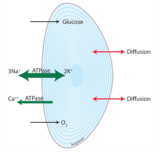 <p><strong>Active transport:</strong></p><ol><li><p>Na<sup>+</sup>,K<sup>+</sup> ATPase</p></li><li><p>Ca<sup>2+</sup> ATPase</p></li><li><p>AA (entering ant. lens)</p></li></ol><p><strong>Passive transport:</strong></p><ol><li><p>simple diffusion (water &amp; chlorine)</p></li><li><p>facilitated diffusion (glucose)</p></li></ol><p></p>