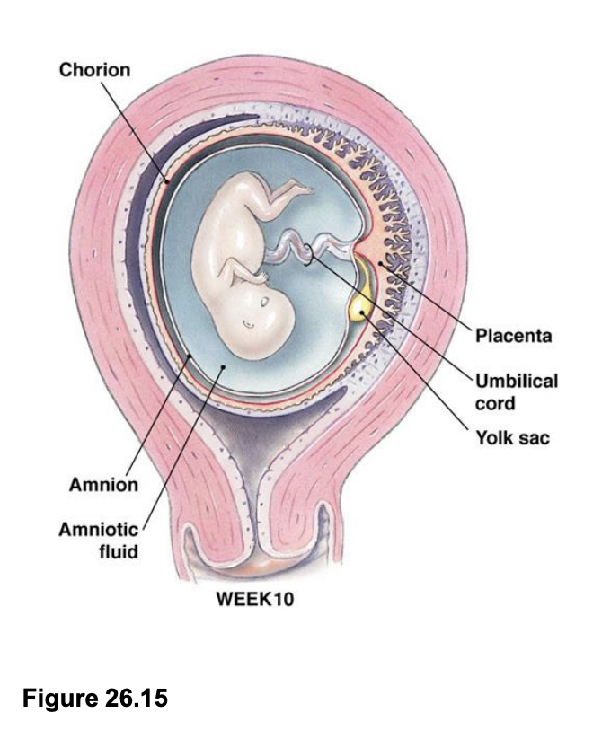 <ul><li><p>Placenta Performs role of </p></li><li><p>Digestive, respiratory and renal systems for the fetus </p></li></ul><p></p><ul><li><p>Exchange of: </p></li><li><p>nutrients/waste </p></li><li><p>oxygen/carbon dioxide </p></li><li><p>proteins, chemicals, etc</p></li></ul><p></p>