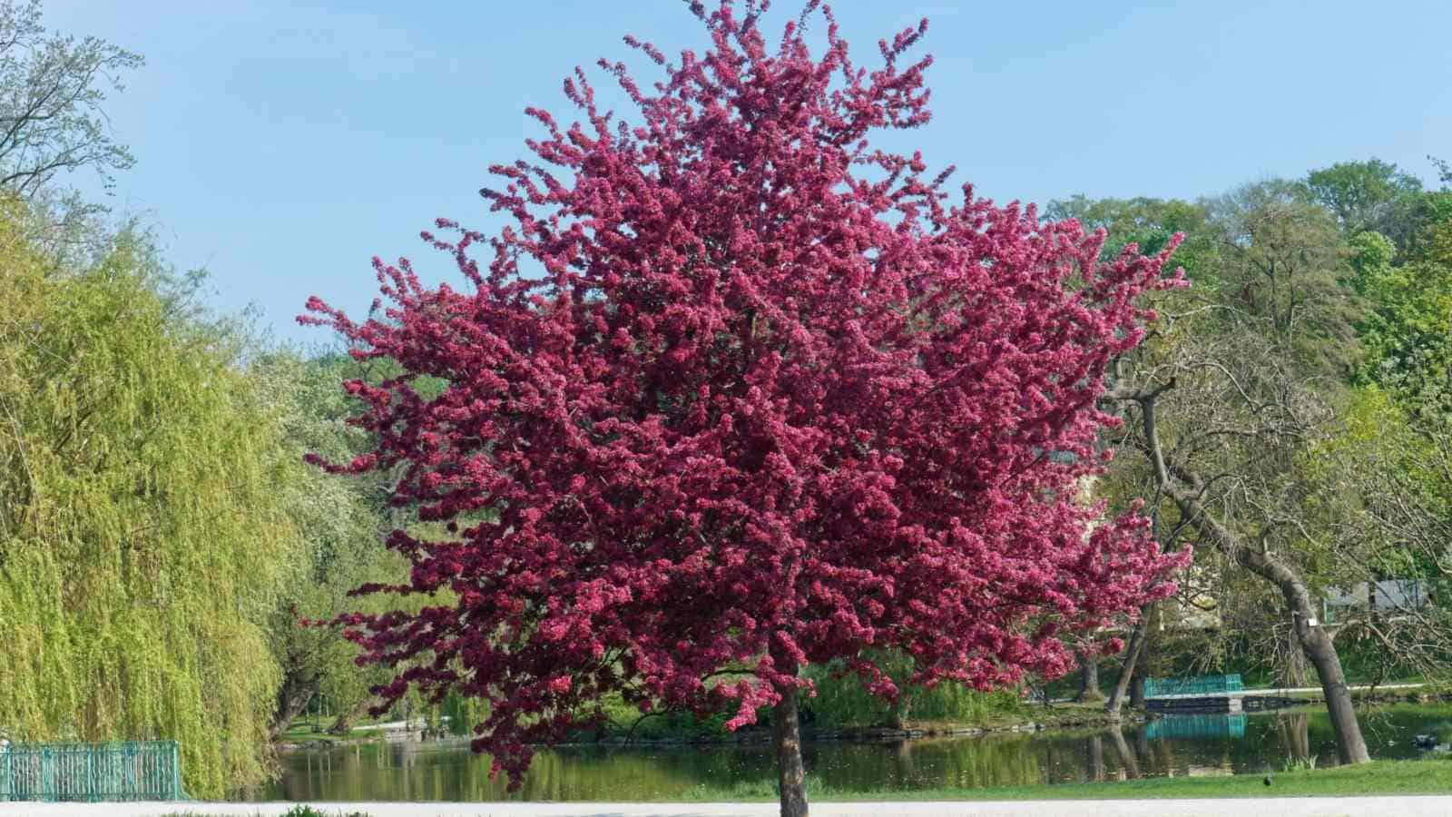 <p>Malus spp.</p>