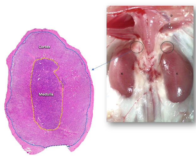 <p>Named for their proximity to kidneys</p><p>Appears to be single structured, they are two glands</p><p>Outer adrenal cortex and inner adrenal medulla</p><p>Different structures and functions</p>