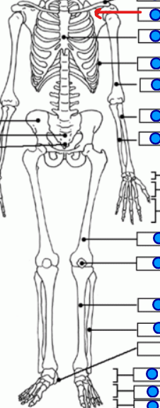 <p>triangular bone making the shoulder blades </p>