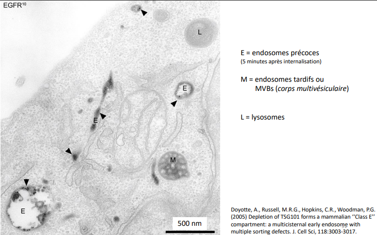 <p>Pinocytose (« boisson » de la cellule) :</p><ul><li><p>Ingestion de fluides ou de macromolécules au moyen de petites vésicules de diamètre inférieur ou égal à 150 nm ;</p></li></ul><p>Phagocytose (« alimentation » de la cellule):</p><ul><li><p>Absorption de grosses particules, voire de cellules, par des vésicules de diamètre toujours supérieur à 250 nm et pouvant atteindre plusieurs micromètres : les phagosomes.</p></li></ul><p>Rôle : </p><ul><li><p>Absorbation de nutriments. </p></li><li><p>Fonctions de régulation de signalisation (fonctions nerveuses et endocrines). </p></li><li><p>Épuration de la membrane cytoplasmique.</p></li></ul><p>Exemples de composants membranaires ou extracellulaires : </p><ul><li><p>Récepteurs membranaires, </p></li><li><p>Matériel de construction de paroi, </p></li><li><p>Molécules de la matrice extracellulaire, </p></li><li><p>etc.</p></li></ul><p></p>