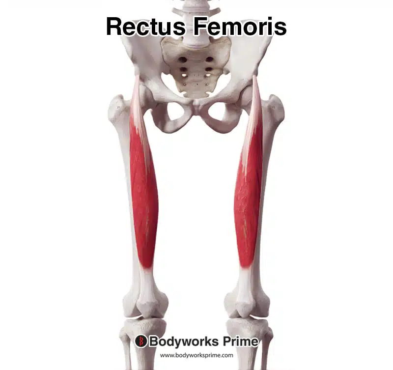 <p>Rectus femoris</p>