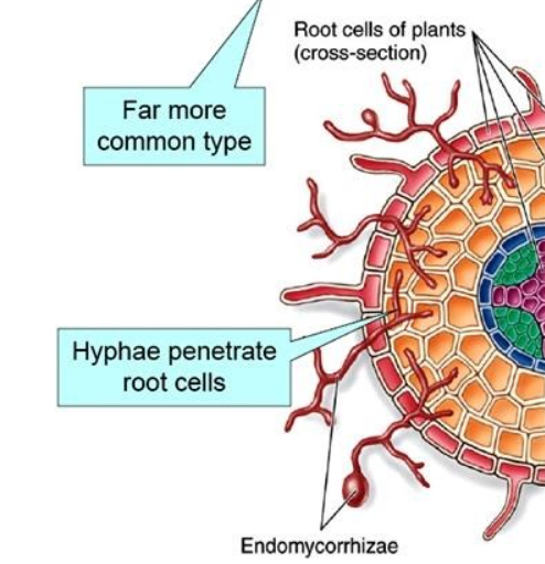 <p>hyphae penetrate cells of host (plant) and form arbuscules - tufts of hyphae that increase surface area with plant root cells - sites of exchange</p>