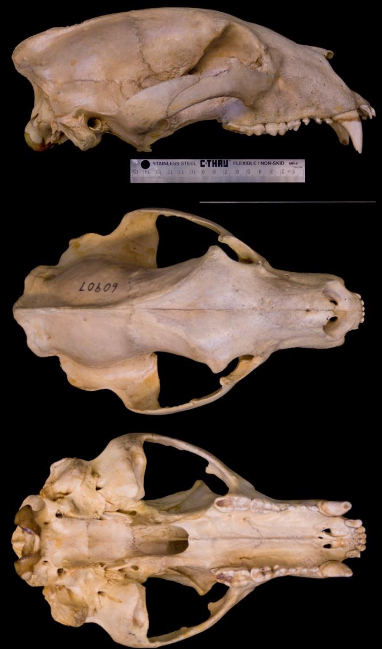 <p>Ursus americanus</p>