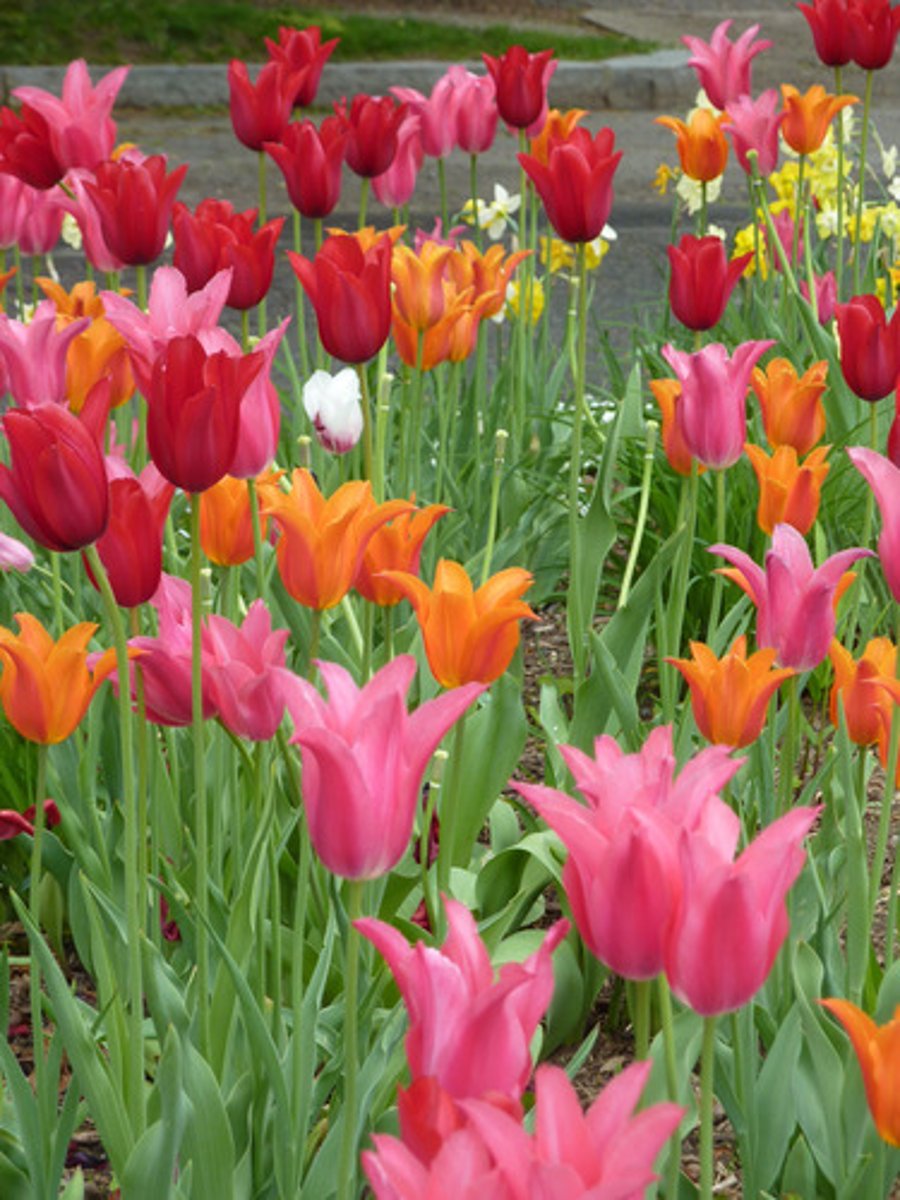 <p>une tulipe</p>