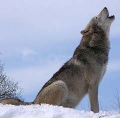 <p>A wild forest animal that looks like a big dog and howls is a _____.</p>