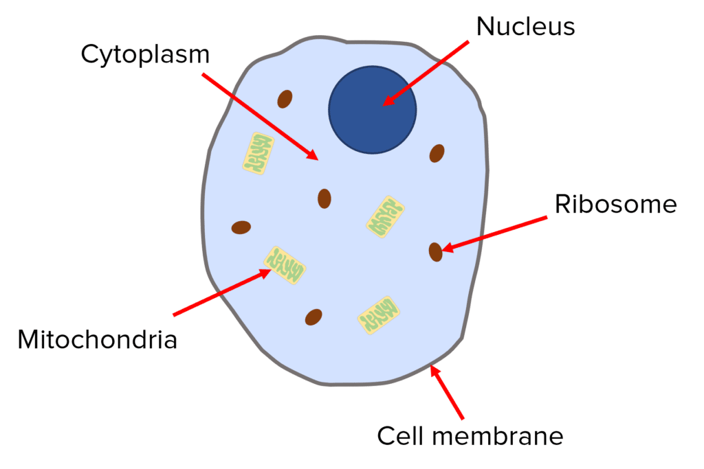 knowt flashcard image
