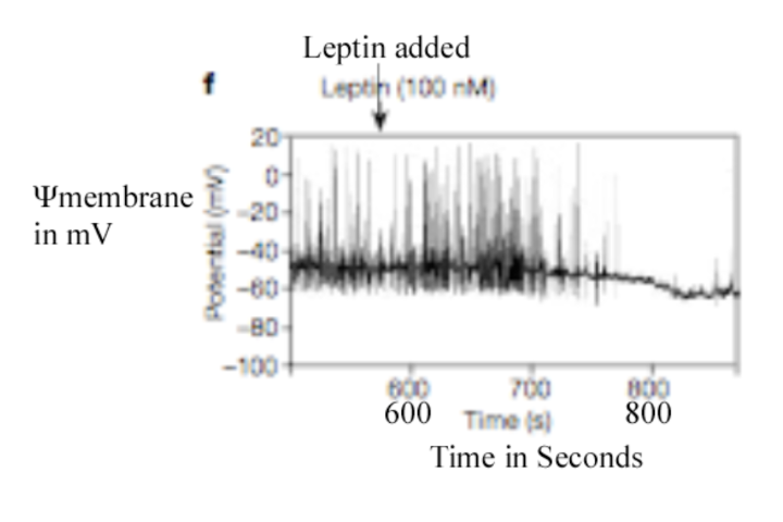 <p>Leptin seems to hyperpolarize this neuron (NGY/AgRP) after a brief delay </p>
