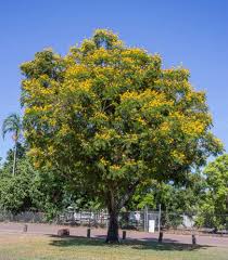 <p>Native in the Philippines; conservation status: not endangered. Most easily identified by its large, bright golden-yellow flower clusters that form a dense canopy display, combined with finely divided fern-like foliage that gives the tree a light, feathery appearance when not in bloom.</p><p>A large deciduous tree typically growing 15–25 meters tall with a broad spreading umbrella-shaped crown about 10–20 meters wide. Trunk reaches about 0.5–1 meter in diameter with gray to brown bark that becomes rough and slightly fissured with age. It develops a strong taproot with spreading lateral roots. Branching begins above human height, forming a wide, open canopy. Leaves are bipinnately compound, 20–50 cm long, with many small oval leaflets (about 5–15 mm), giving a delicate fern-like texture. Flowers are bright yellow, about 2–3 cm wide, borne in large terminal clusters that cover the canopy during flowering season. Fruits are flat, winged, brown pods containing one to a few seeds.</p><p>Widely used as a shade tree, avenue tree, and ornamental flowering species in parks, roadsides, campuses, and large landscapes. No significant toxicity reported. In landscape applications, it is best suited for large open spaces where its wide canopy and heavy flowering display can develop fully; it requires spacing from structures due to crown spread and seasonal litter, making it an excellent focal and shade tree for tropical urban landscapes.</p>