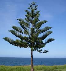 <p>Non-native to the Philippines, originating from Norfolk Island in the South Pacific; conservation status: not endangered. Most easily identified by its perfectly symmetrical, conical “Christmas tree” shape with evenly spaced horizontal whorled branches and soft needle-like foliage, making it one of the most distinctive evergreen ornamentals in tropical and subtropical landscapes.</p><p>A tall evergreen conifer typically growing 20–60 meters in its native range, but often 10–30 meters in cultivation, with a narrow to moderately broad pyramidal crown. Trunk is straight and columnar, reaching about 0.5–1.5 meters in diameter, with dark brown bark that becomes rough and vertically fissured with age. Roots are moderately deep and wide-spreading but generally non-invasive. Branches are arranged in precise whorls, forming distinct horizontal tiers above human height. Leaves are soft, scale-like to needle-like, bright green, about 1–1.5 cm long, densely covering branchlets. It is dioecious, producing separate male and female cones; female cones are large, spherical, and woody, while male cones are elongated and cylindrical.</p><p>Widely used as an ornamental specimen, indoor potted plant when young, and landscape focal tree due to its strong geometric form. Non-toxic. In landscape applications, best suited for large gardens, parks, and formal landscapes where its full symmetrical crown can develop; should be given ample vertical and horizontal space as it becomes very large and visually dominant at maturity, making it unsuitable for narrow urban streets or confined planting areas.</p>