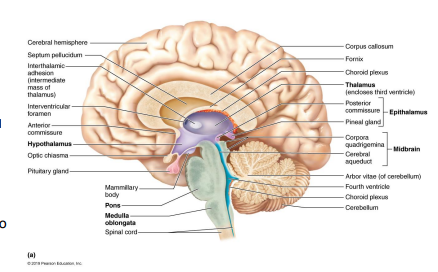 <ul><li><p>Midbrain </p><ul><li><p>corpora quadrigemina → pair of superior colliculi (visual reflex) and pair of inferior colliculi (auditory reflex)</p></li><li><p>cerebral peduncles → tracts in midbrain, connects pons to cerebrum</p></li><li><p>cerebral aqueduct → pathway for CSF</p></li></ul></li><li><p>Pons → contains fiber tracts connecting cerebrum to cerebellum</p></li><li><p>Medulla oblongata → regulates autonomic functions (heart rate, blood pressure, breathing, etc) and it blends in with the spinal cord at the level of the foramen magnum</p></li></ul><p></p>
