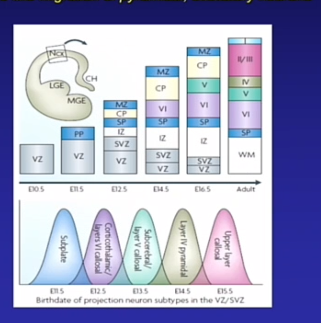 <p>cortico collosal eerste laag » corpus collosum gevolgd</p><p>verschillende lagen verschillende typen neuronen</p>