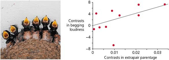 <p><span>The analysis of parent—offspring conflict in birds has generated some interesting observations. For example, researchers hypothesized that chicks should beg to be fed by their parents more loudly when their nestmates are less closely related. (See Figure A, where Of = optimal parental investment where the lost siblings are full sibs, and Oh for an offspring whose lost siblings are half sibs.) Do the data collected bear this out (Figure B)?</span></p>