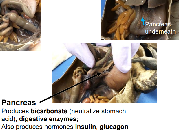 <p>produces bicarbonate (neutralize stomach acid), digestive enzymes; also produces hormones insulin, glucagon</p>