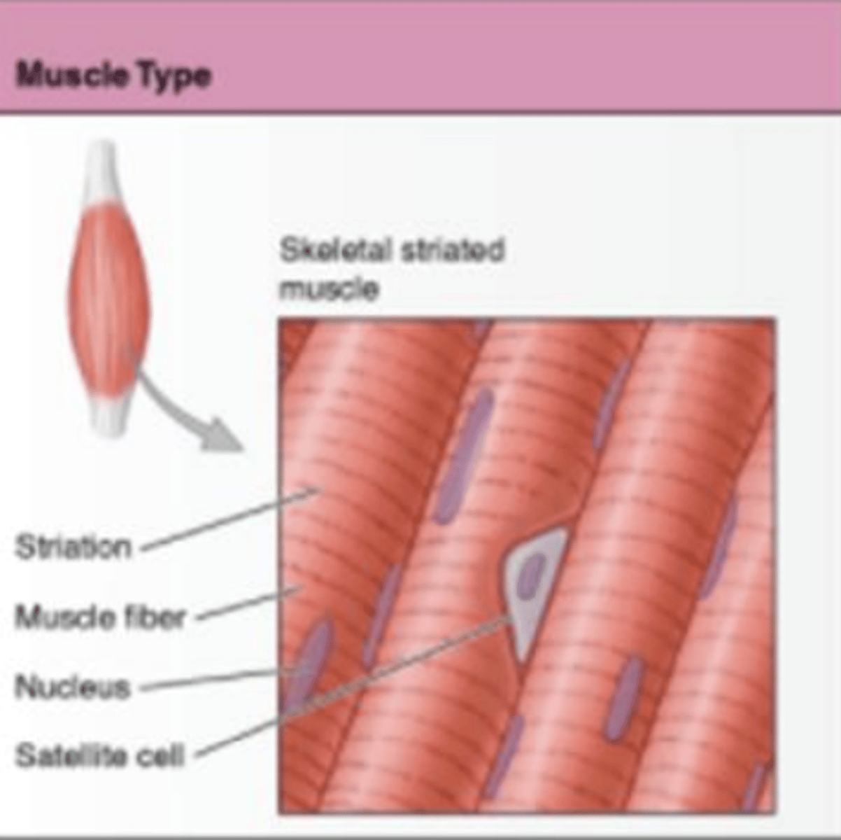 <p>A muscle that is attached to the bones of the skeleton and provides the force that moves the bones, these movements are voluntary and are controlled.</p><p>*moves skeleton</p>