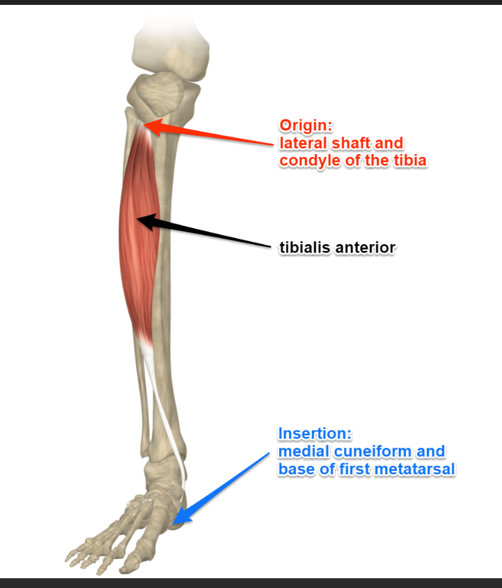 <p>Tibialis anterior (anterior leg) insertion </p>
